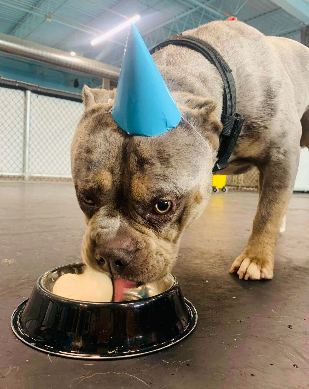 dog with a birthday hat eating ice cream