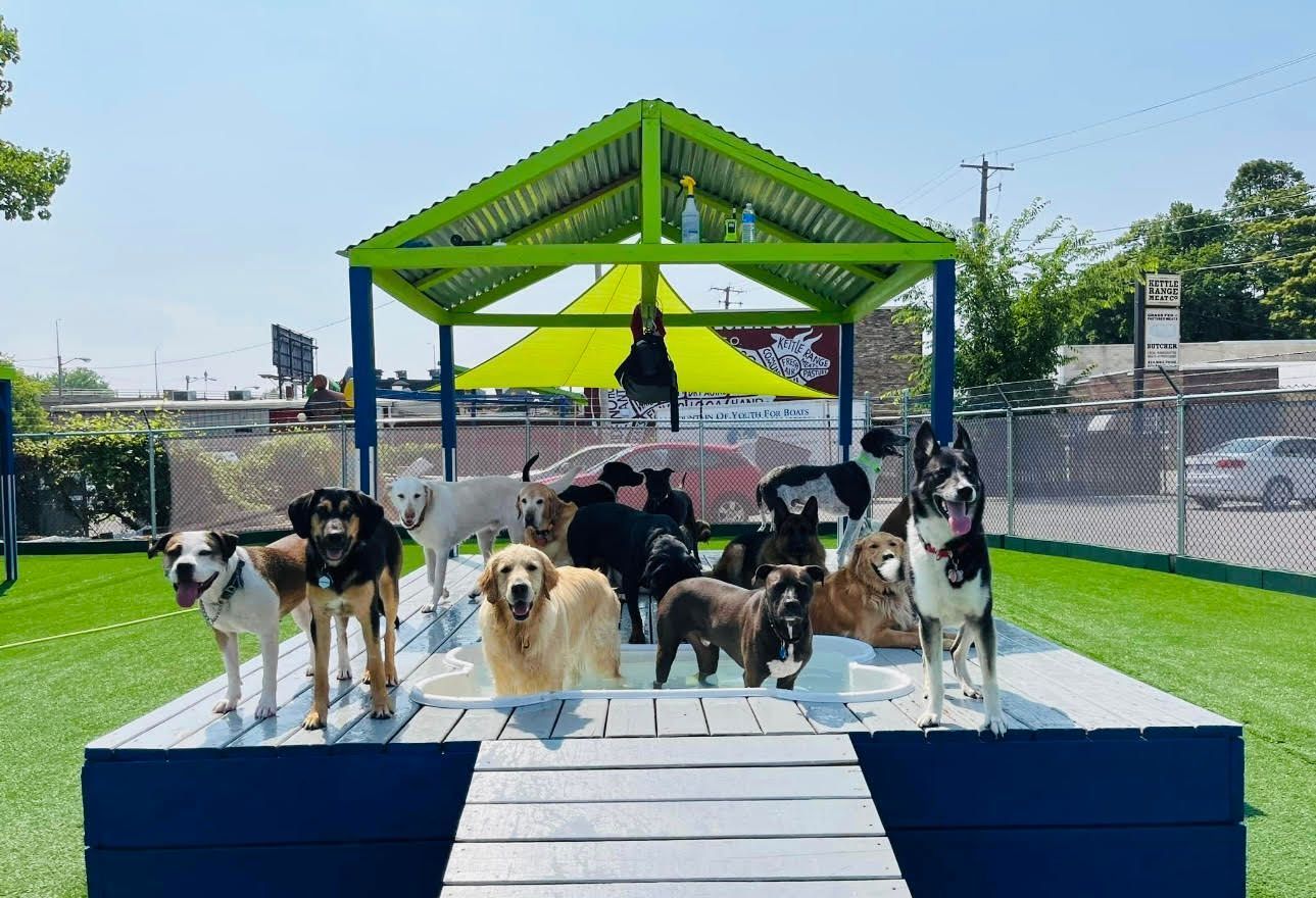 A group of happy dogs during daycare
