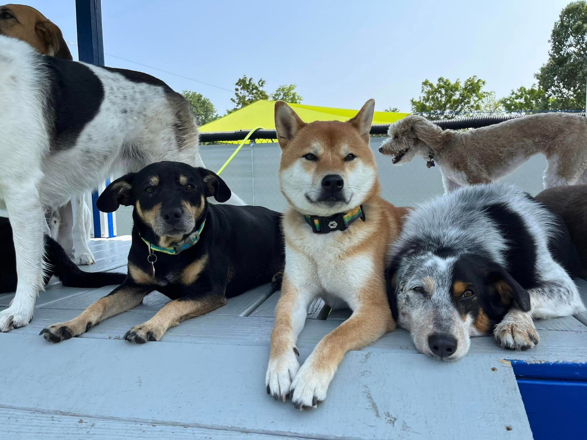 Dog Boarding Milwaukee, WI Happy Paws Grooming & Daycare