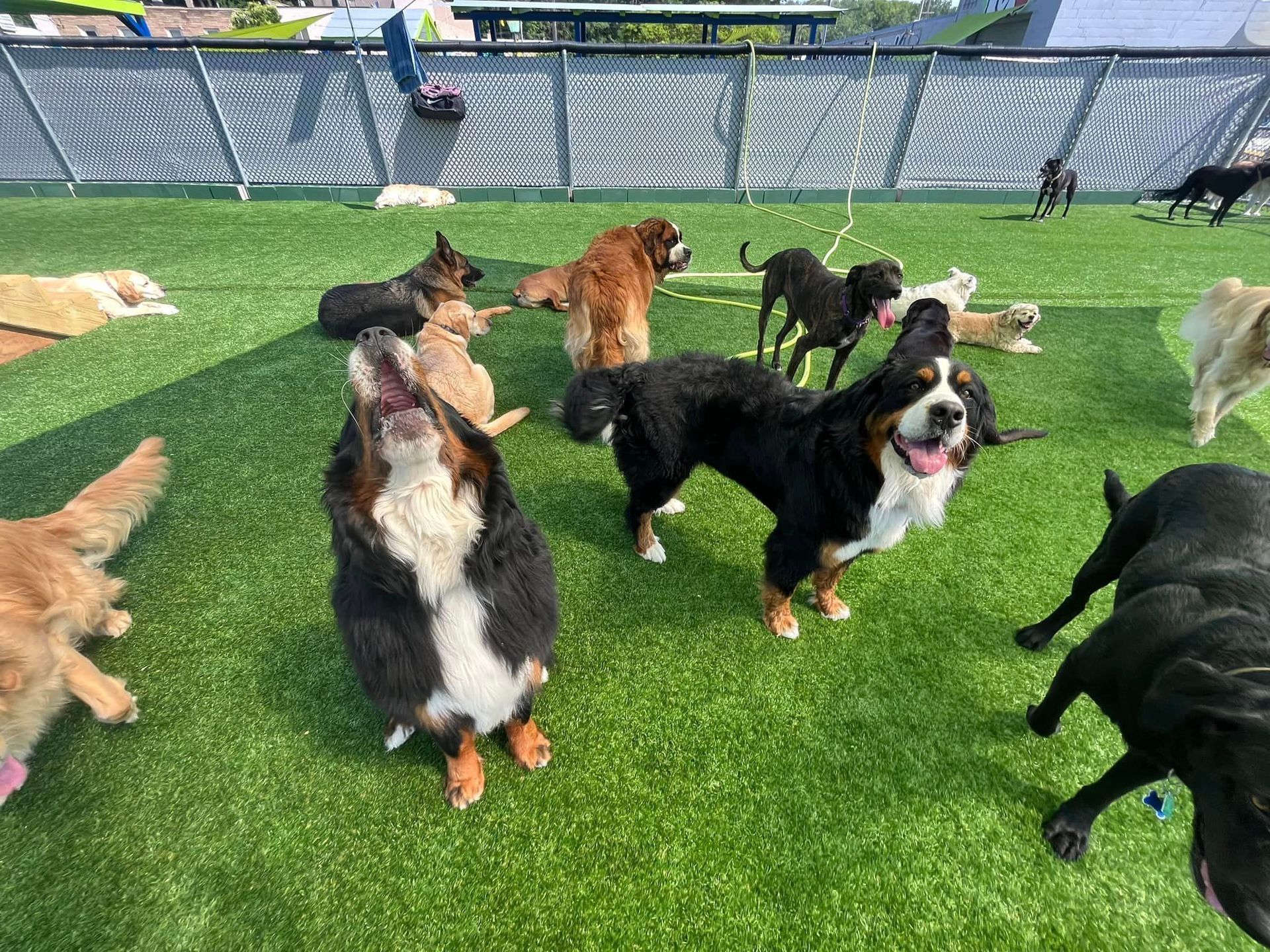 Dog Boarding Milwaukee, WI Happy Paws Grooming & Daycare