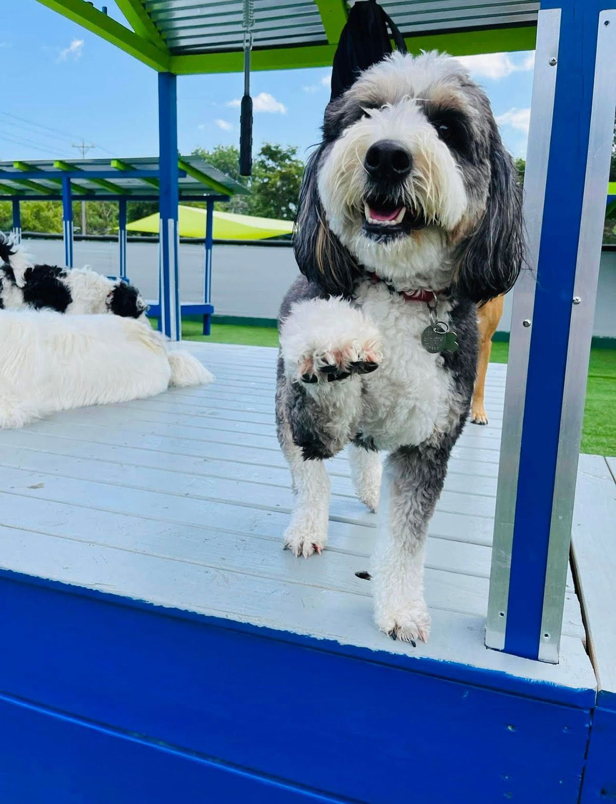 Milwaukee Gallery Happy Paws Grooming & Daycare