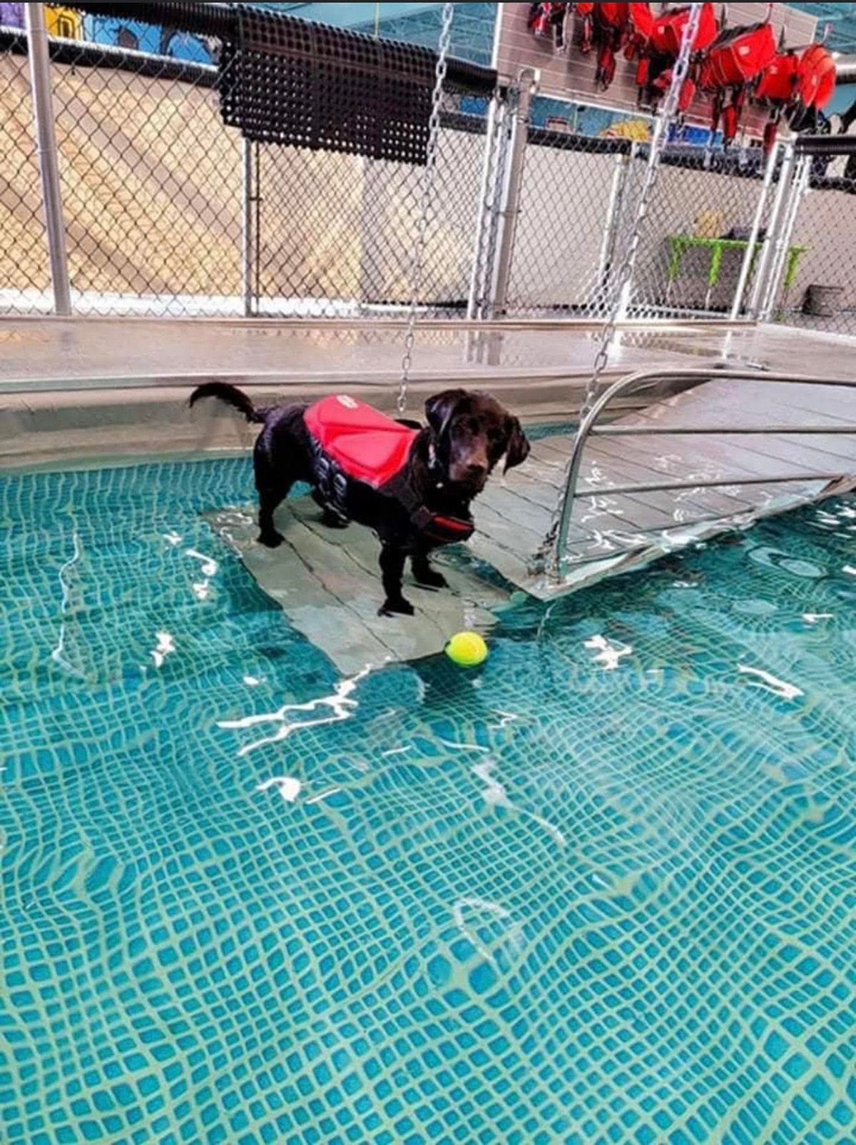 Tosa Gallery Happy Paws Grooming & Daycare