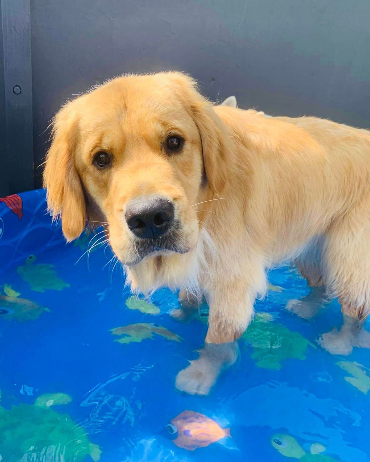 Tosa Gallery Happy Paws Grooming & Daycare