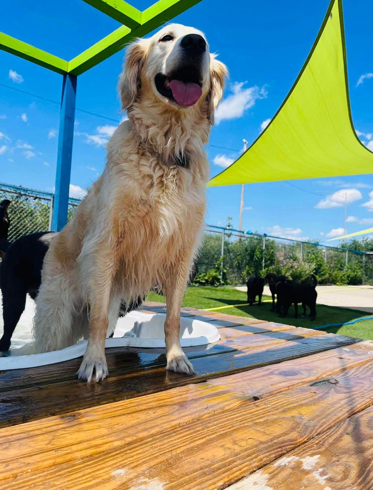 Tosa Gallery Happy Paws Grooming & Daycare