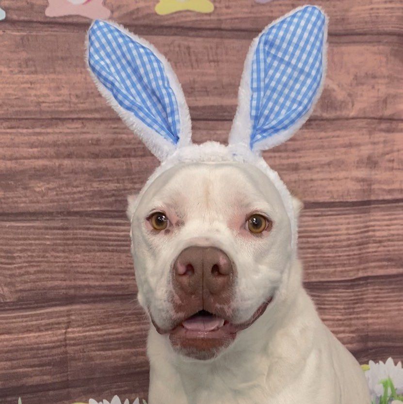 A white dog wearing blue and white bunny ears.