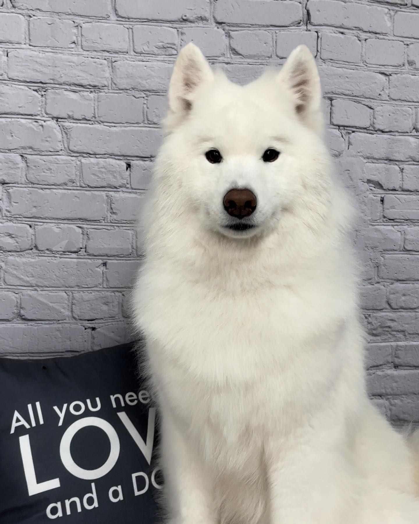 A white dog is sitting next to a pillow that says all you need is love and a dog