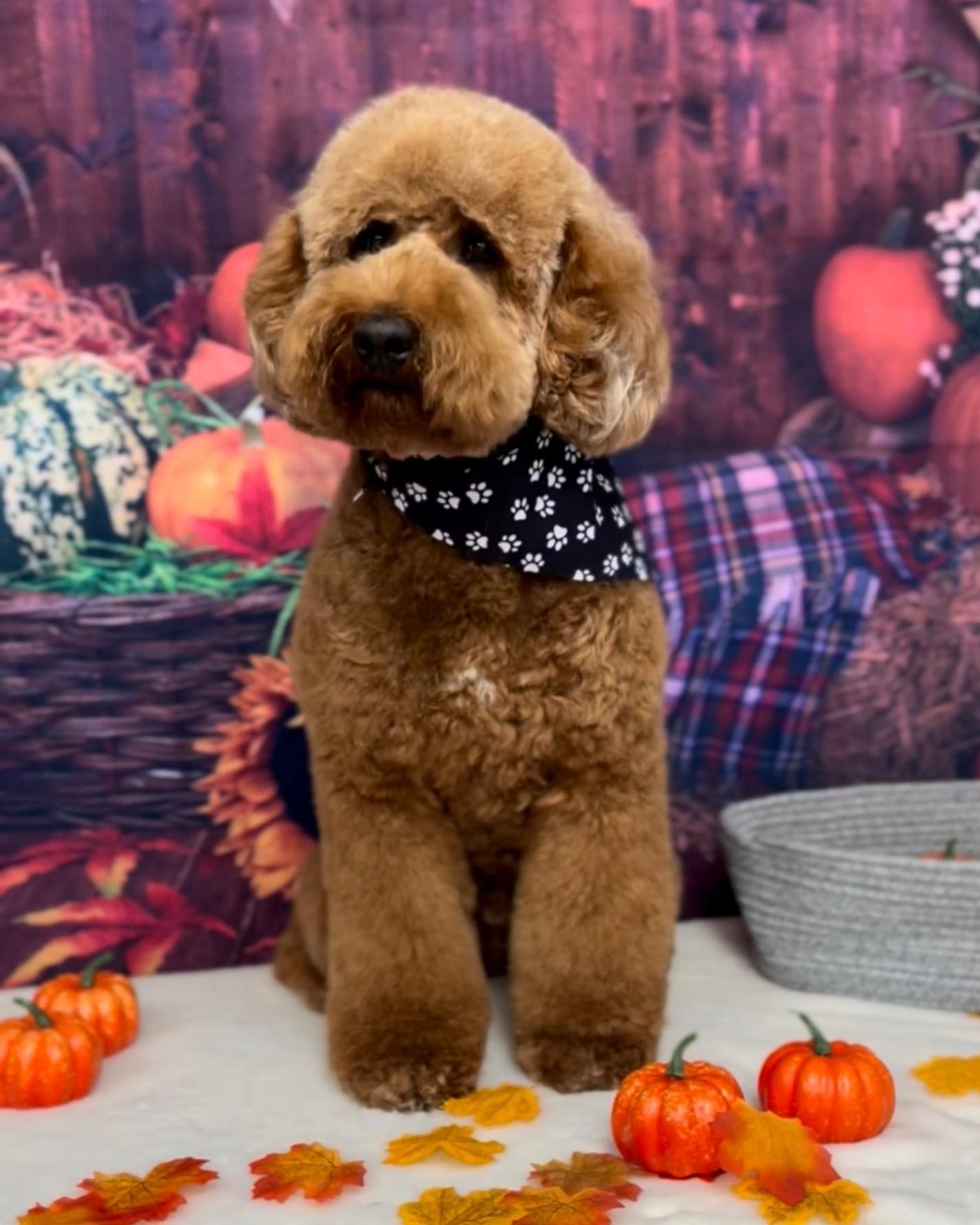 A small brown dog is sitting on a table with pumpkins and leaves
