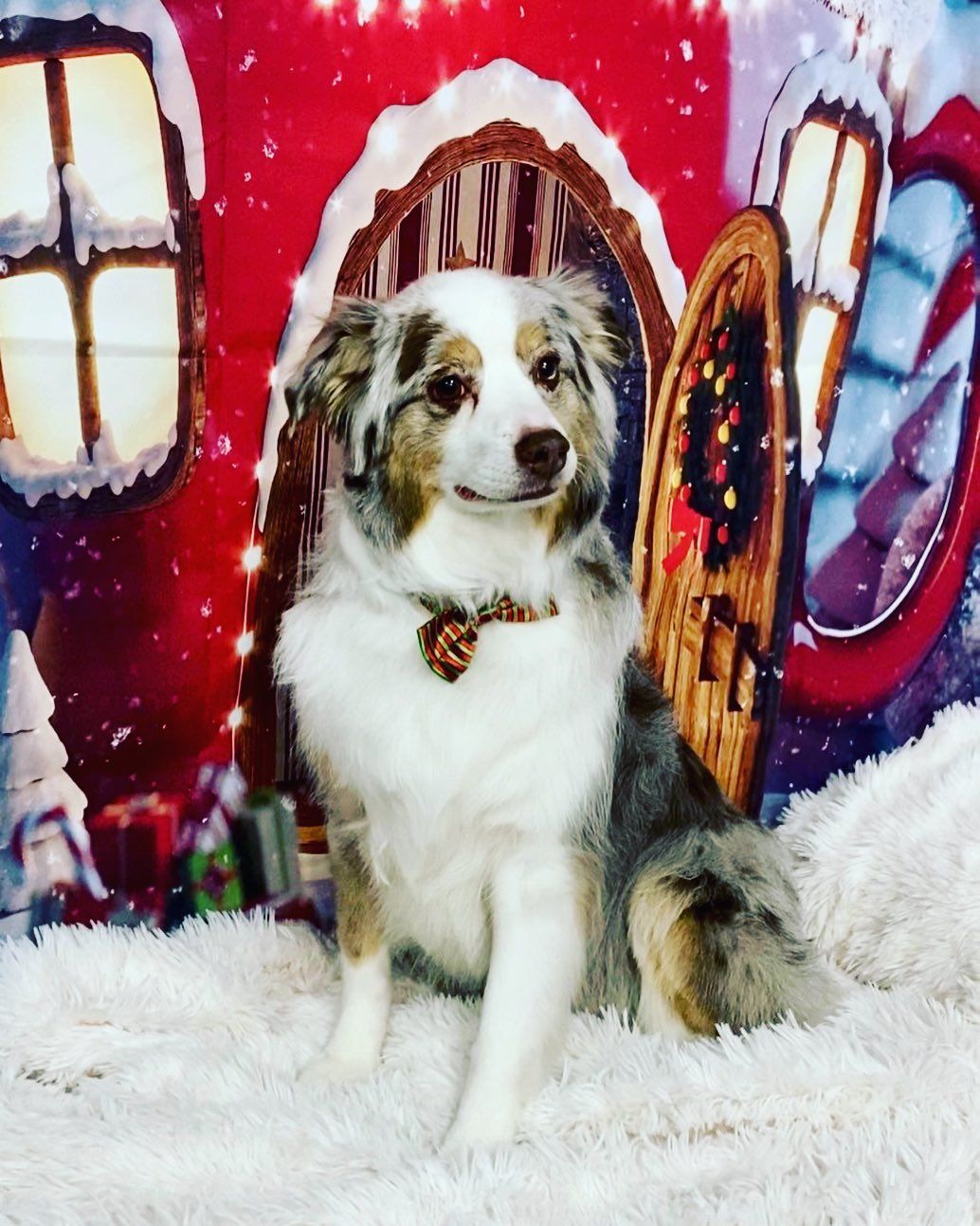 A brown and white dog is sitting in front of a gingerbread house.