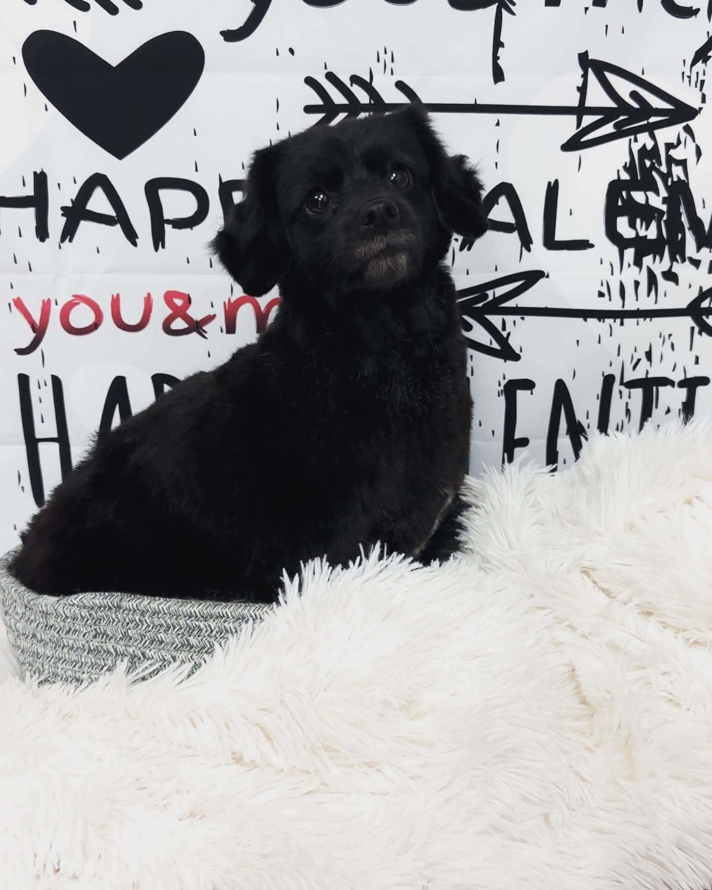 A black dog is laying on a white blanket in front of a sign that says Happy You & Me