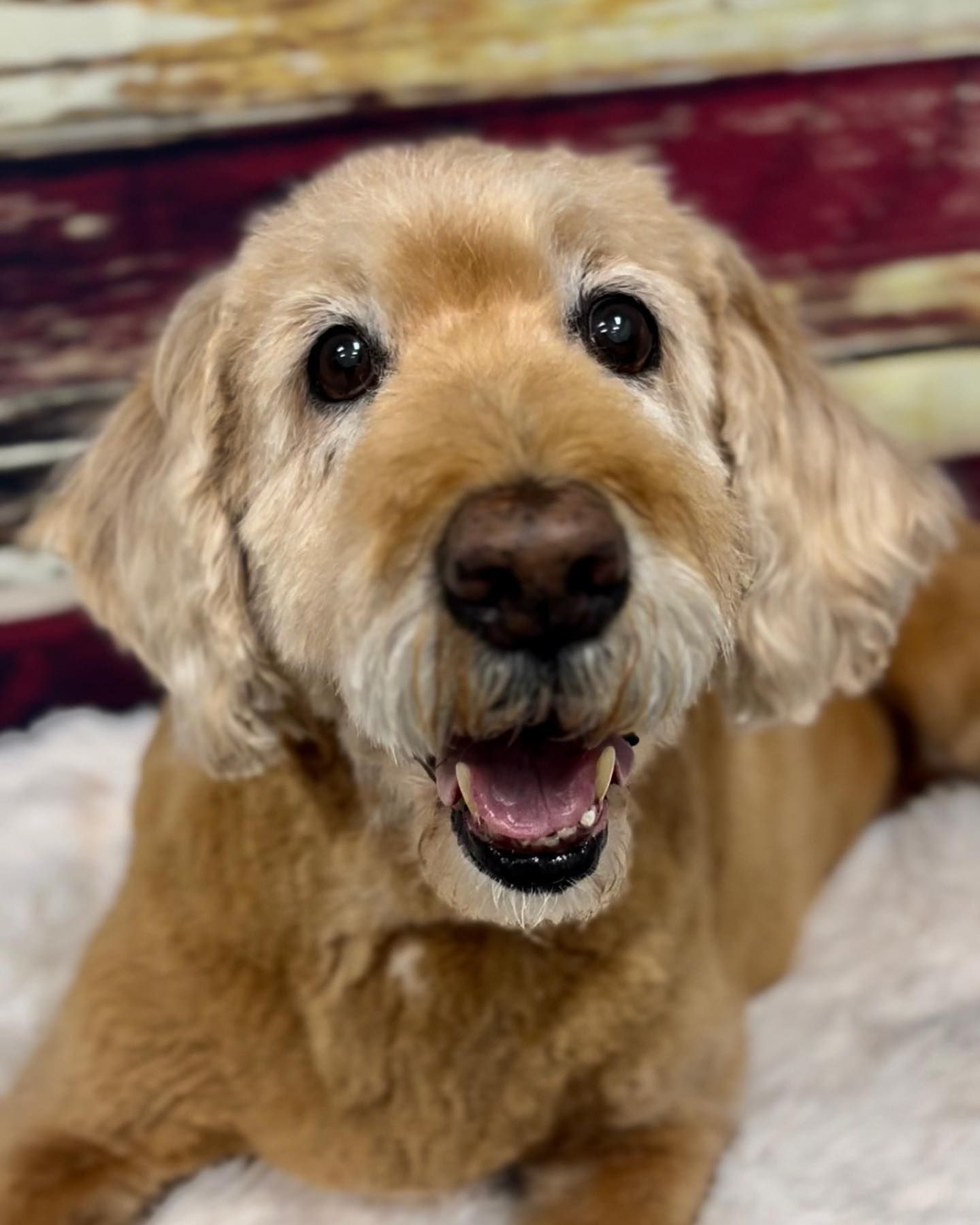 A close up of a dog laying on a blanket with its mouth open.