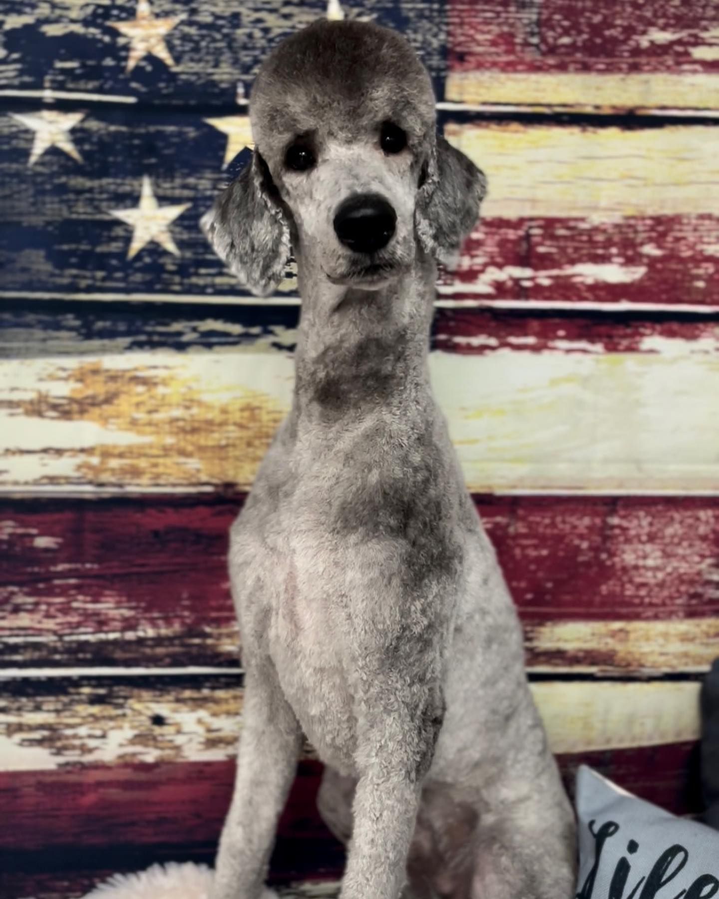A poodle is sitting in front of an american flag.