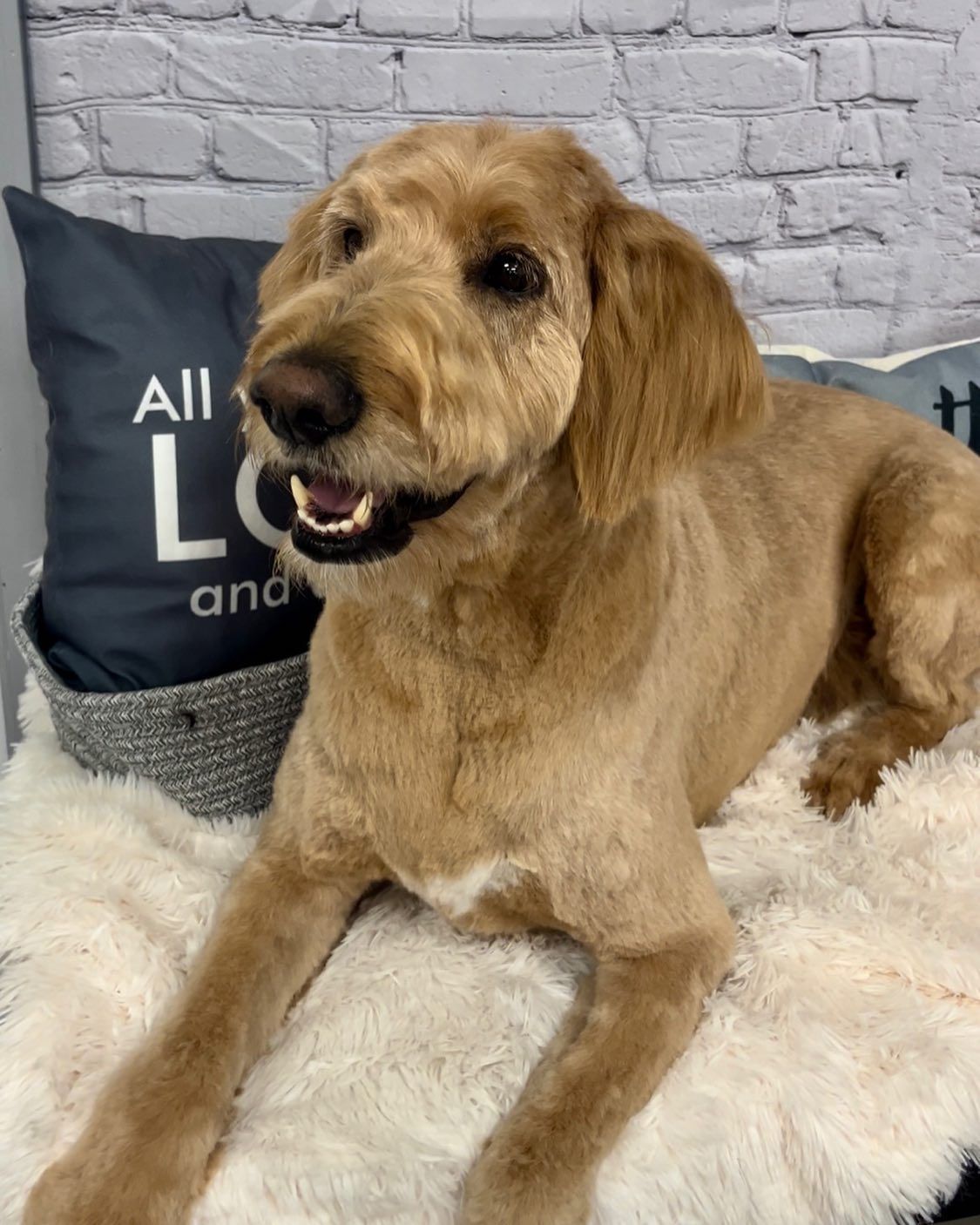 A dog is laying on a bed next to a pillow