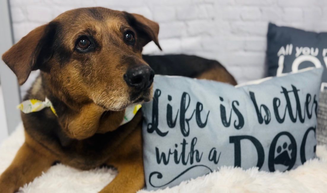 A brown dog is laying next to a pillow that says life is better with a dog