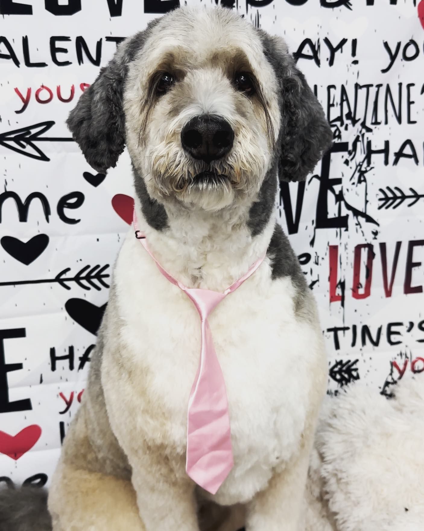 A dog wearing a pink tie is sitting in front of a Valentine's Day background