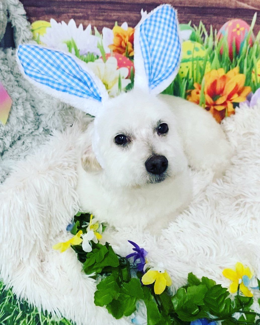 A small white dog wearing bunny ears and flowers