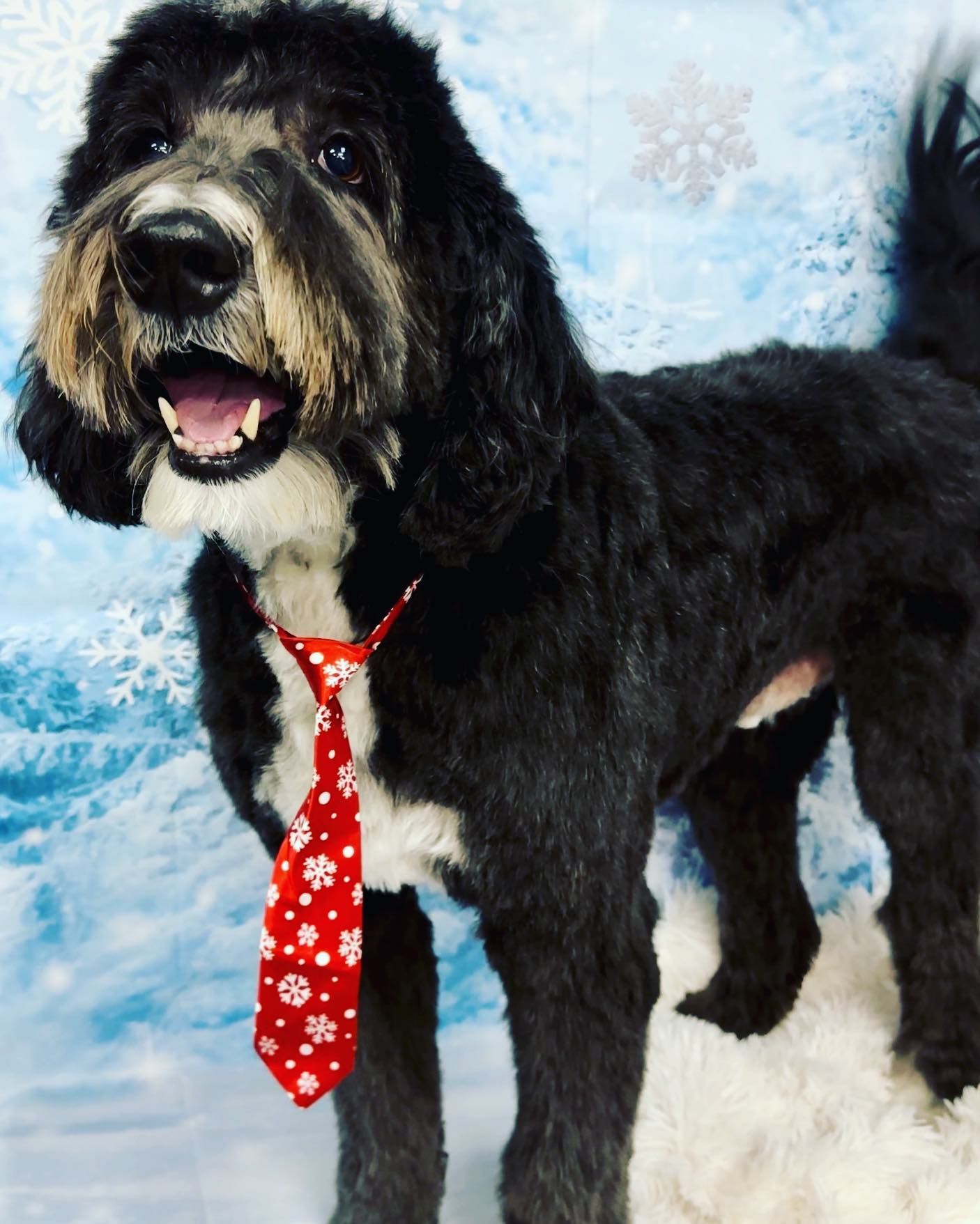 A black and white dog wearing a red tie