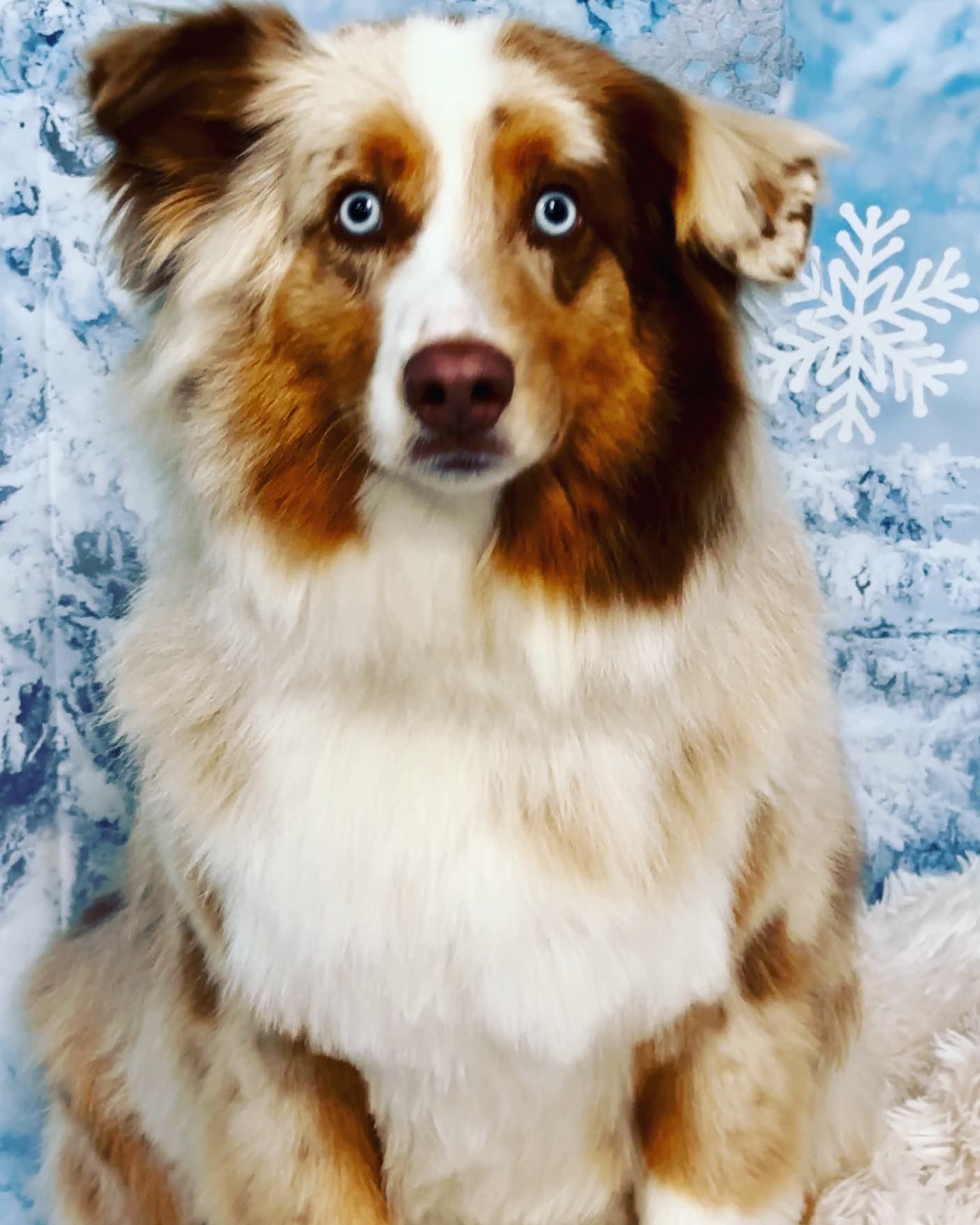 A brown and white dog with snowflakes in the background