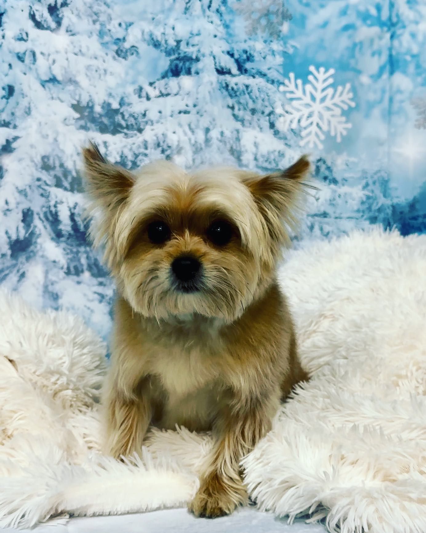 A small dog is laying on a white blanket in front of a snowy background.