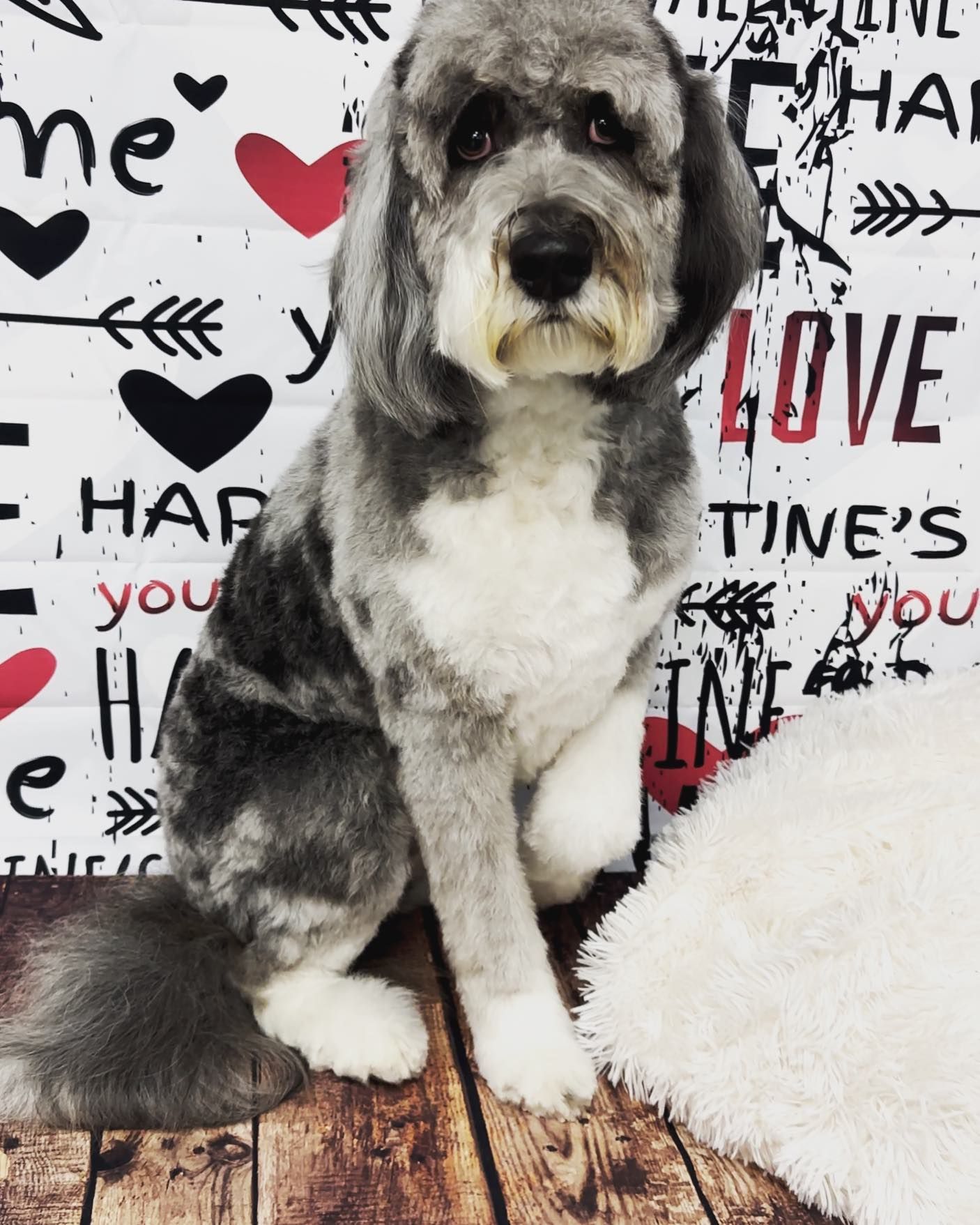 A dog is sitting in front of a Valentine's Day sign