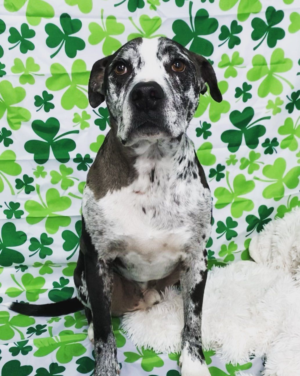 A black and white dog sitting in front of a shamrock patterned cloth