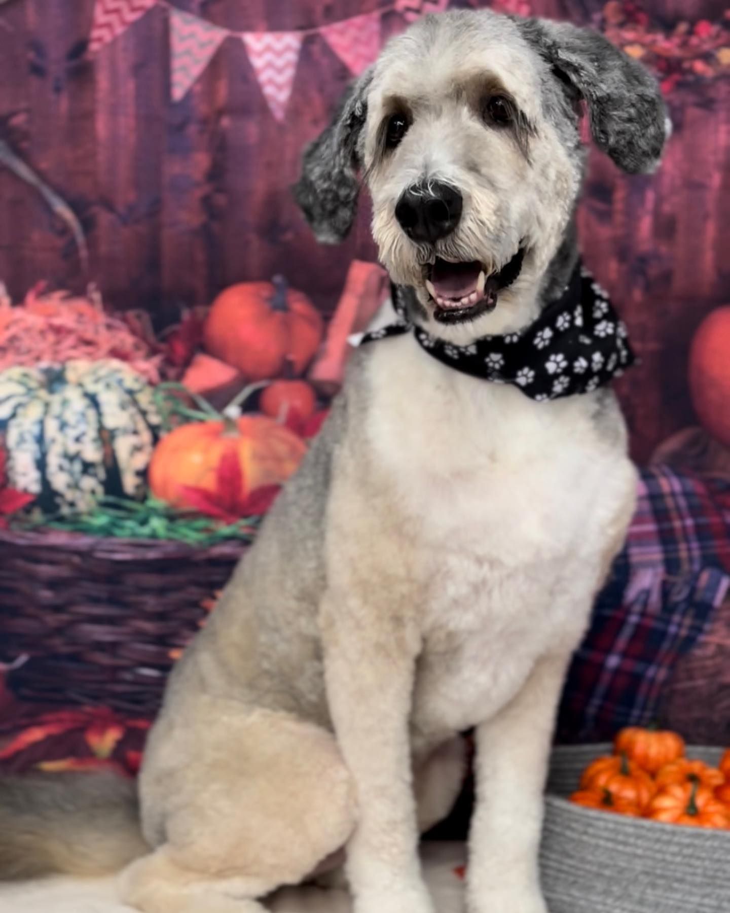 A dog is sitting in front of a basket of pumpkins.