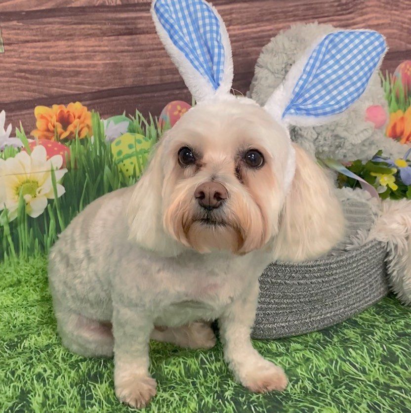 A small dog wearing bunny ears is sitting on the grass.