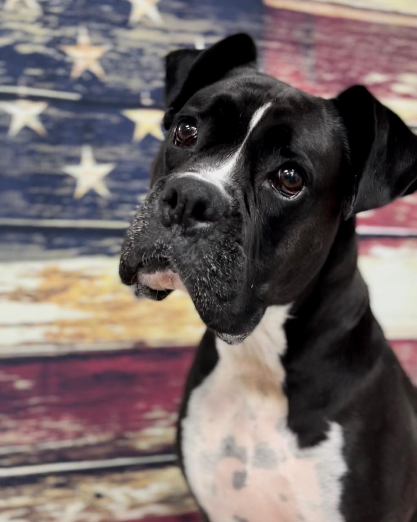 A black and white dog is sitting in front of an American flag.