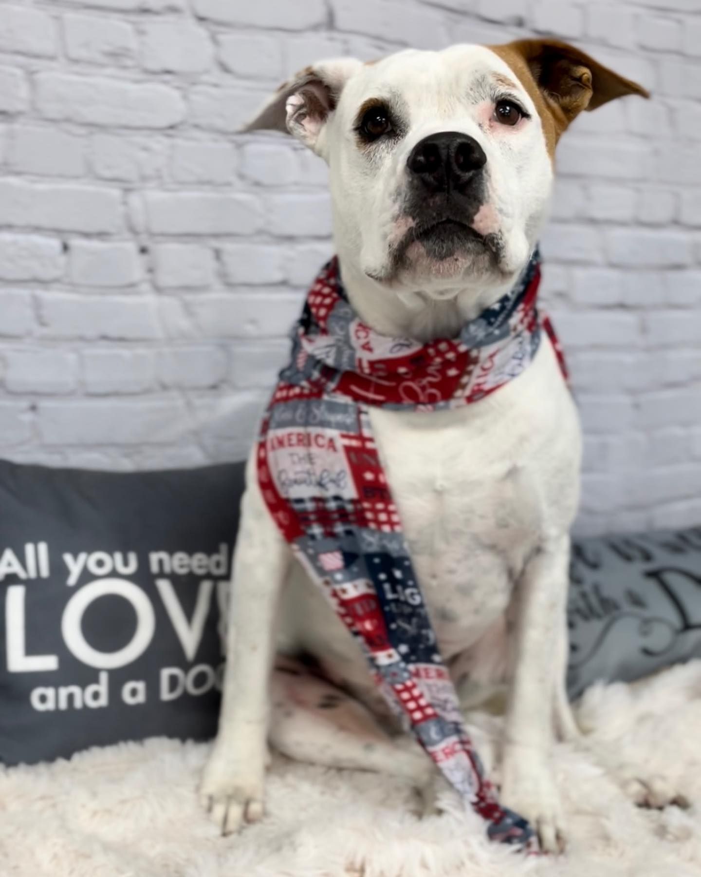 A dog wearing a scarf is sitting in front of a pillow that says all you need love and a dog