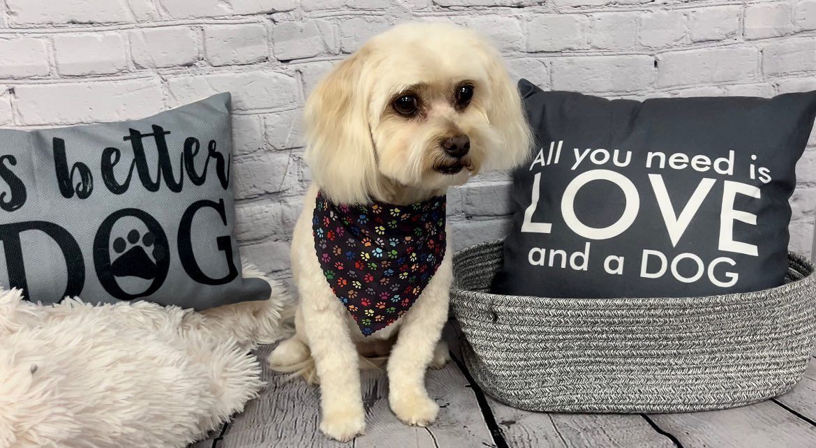 A small dog is sitting next to a pillow that says, 'All you need is love and a dog.'