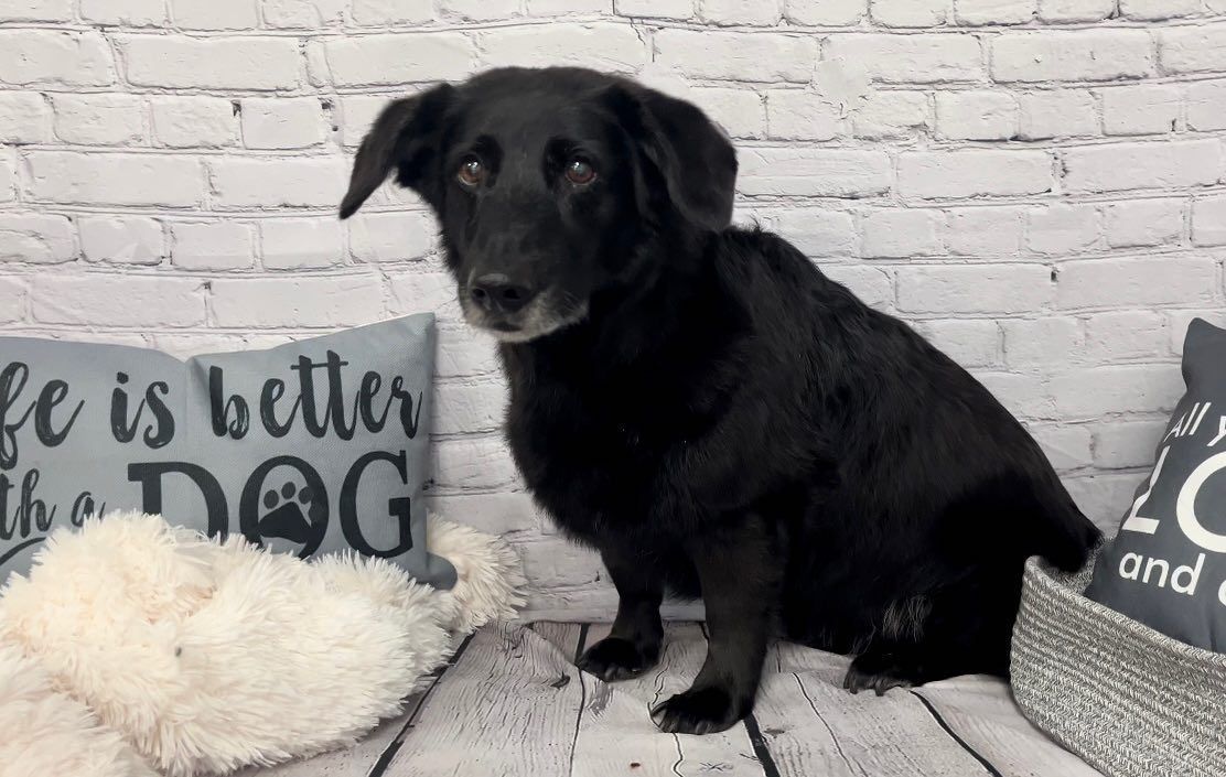 A black dog is sitting next to a pillow