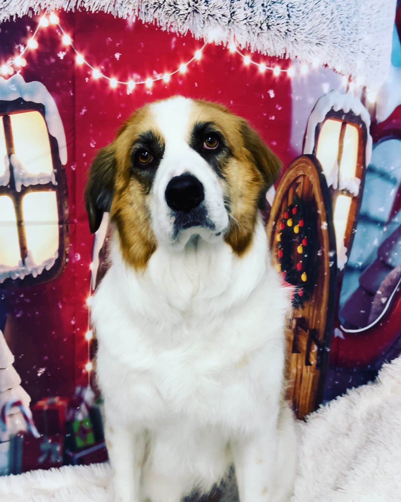 A brown and white dog sitting in front of a Christmas background