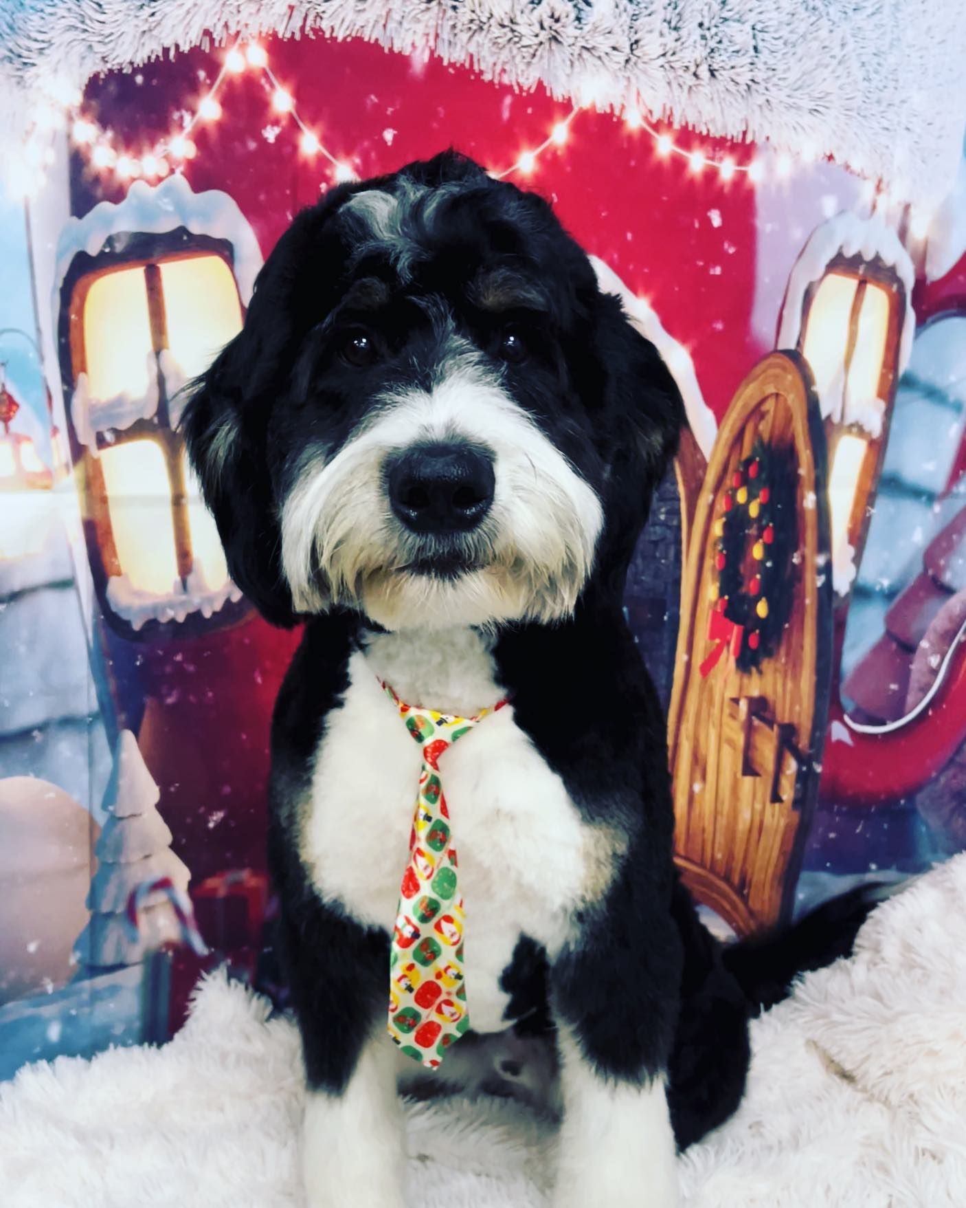 A black and white dog wearing a Christmas tie