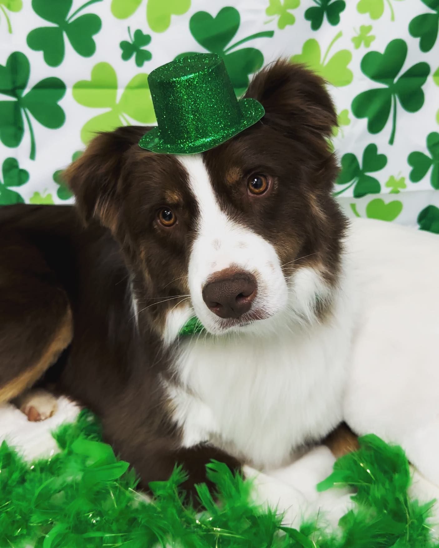 A brown and white dog wearing a green hat