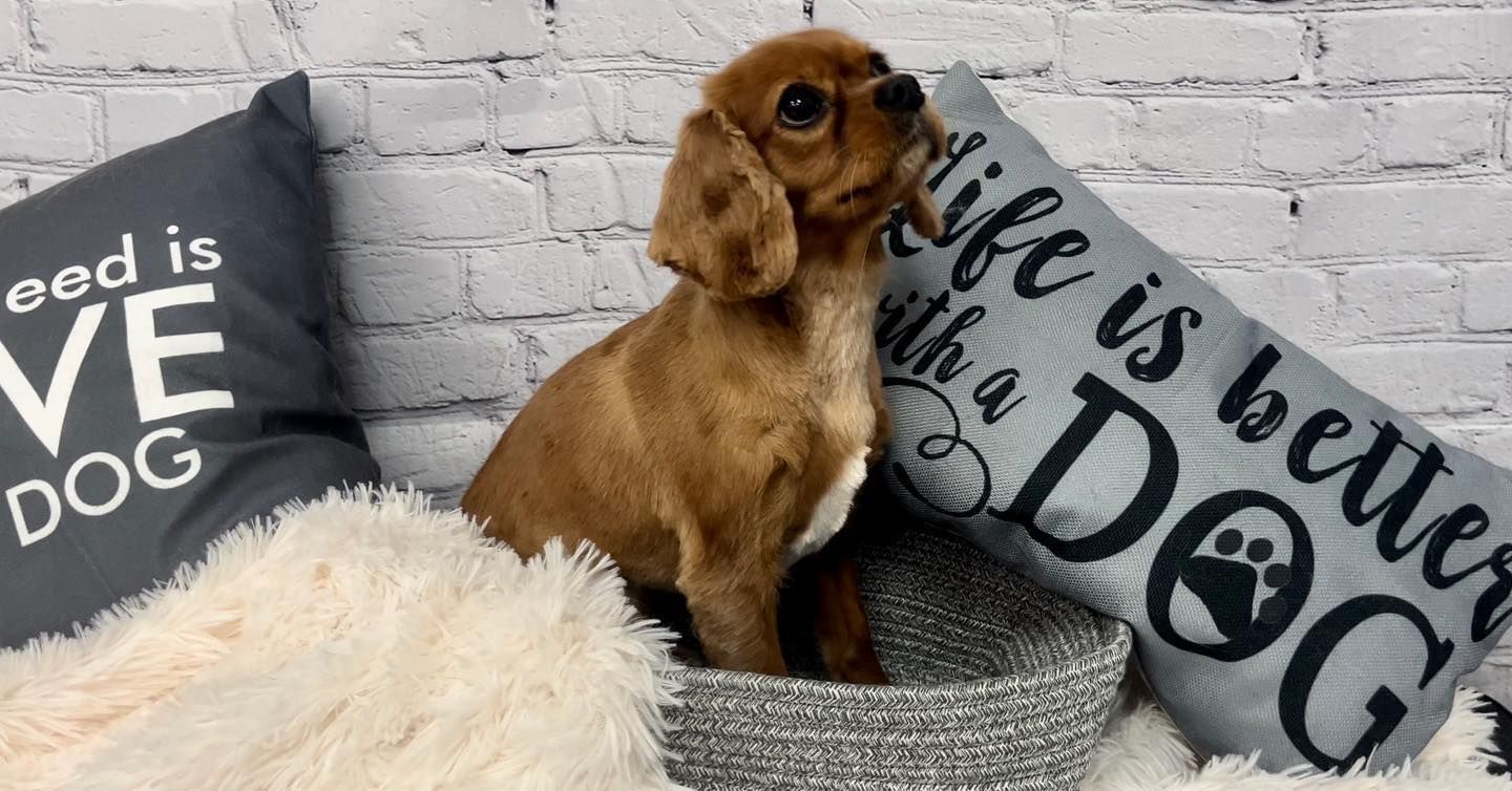 A puppy is sitting in a basket next to a pillow