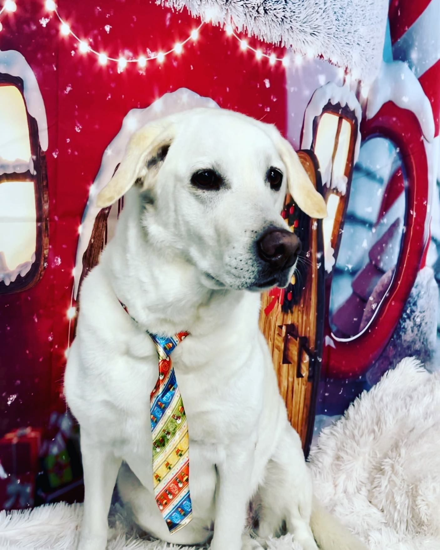 A white dog wearing a tie is sitting in front of a Christmas background