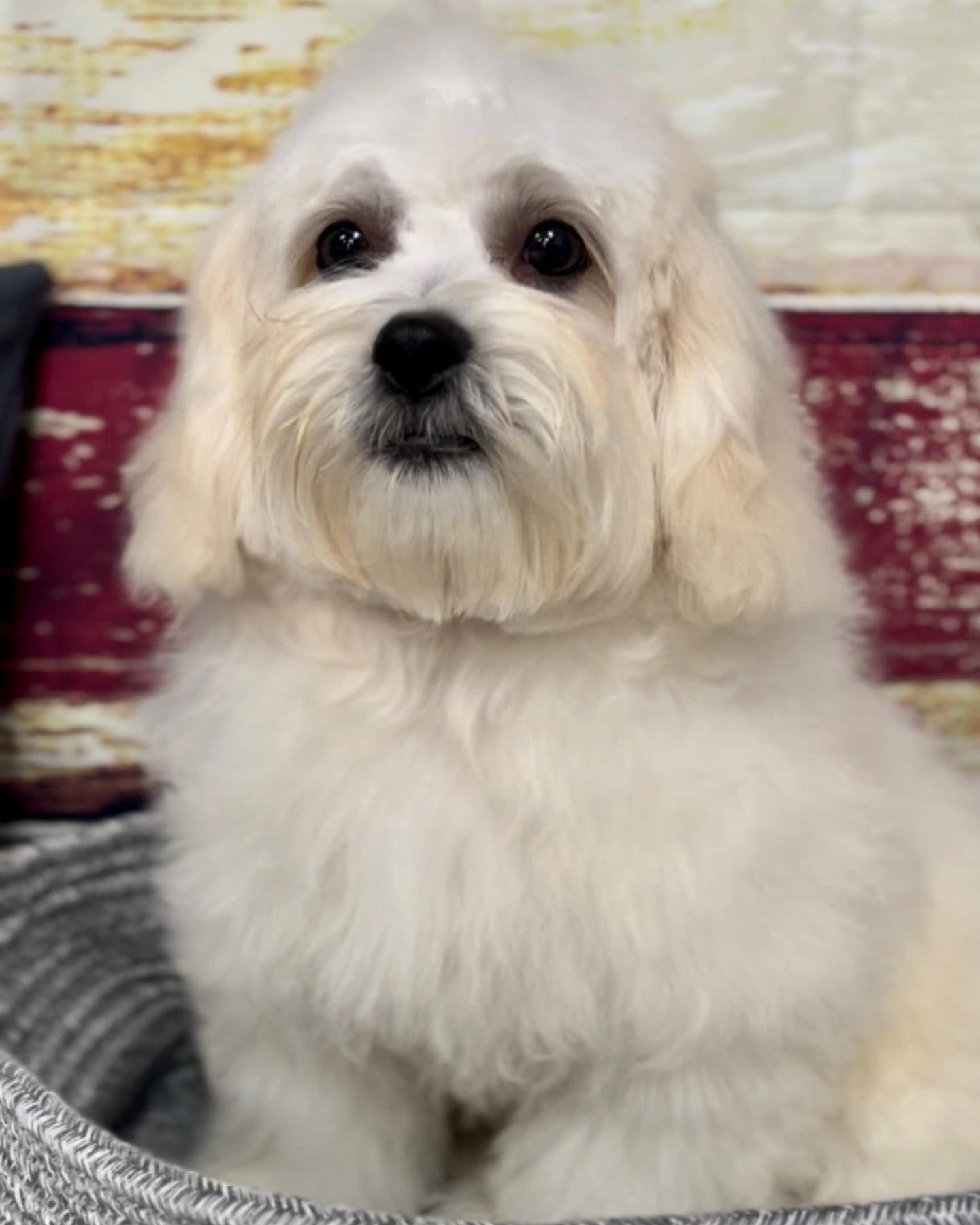 A small white dog is sitting in a basket and looking at the camera.