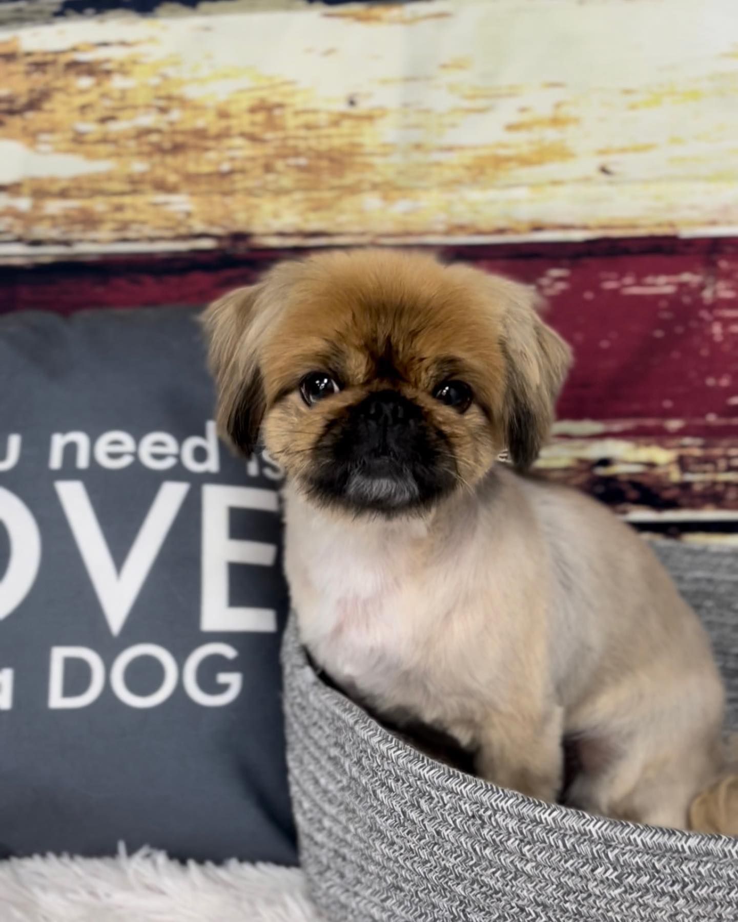 A small dog is sitting in a basket next to a pillow