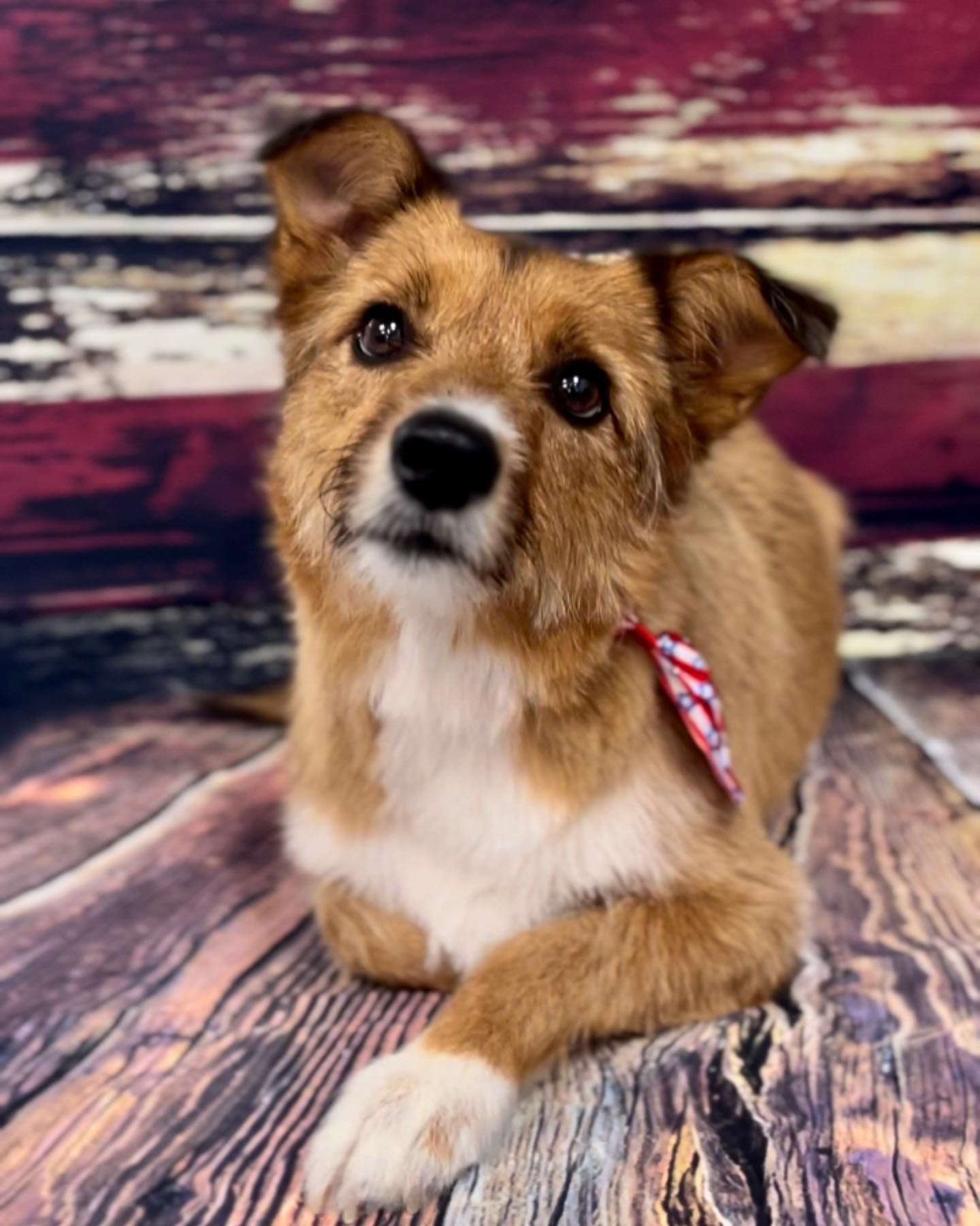 A brown and white dog is laying on a wooden floor.