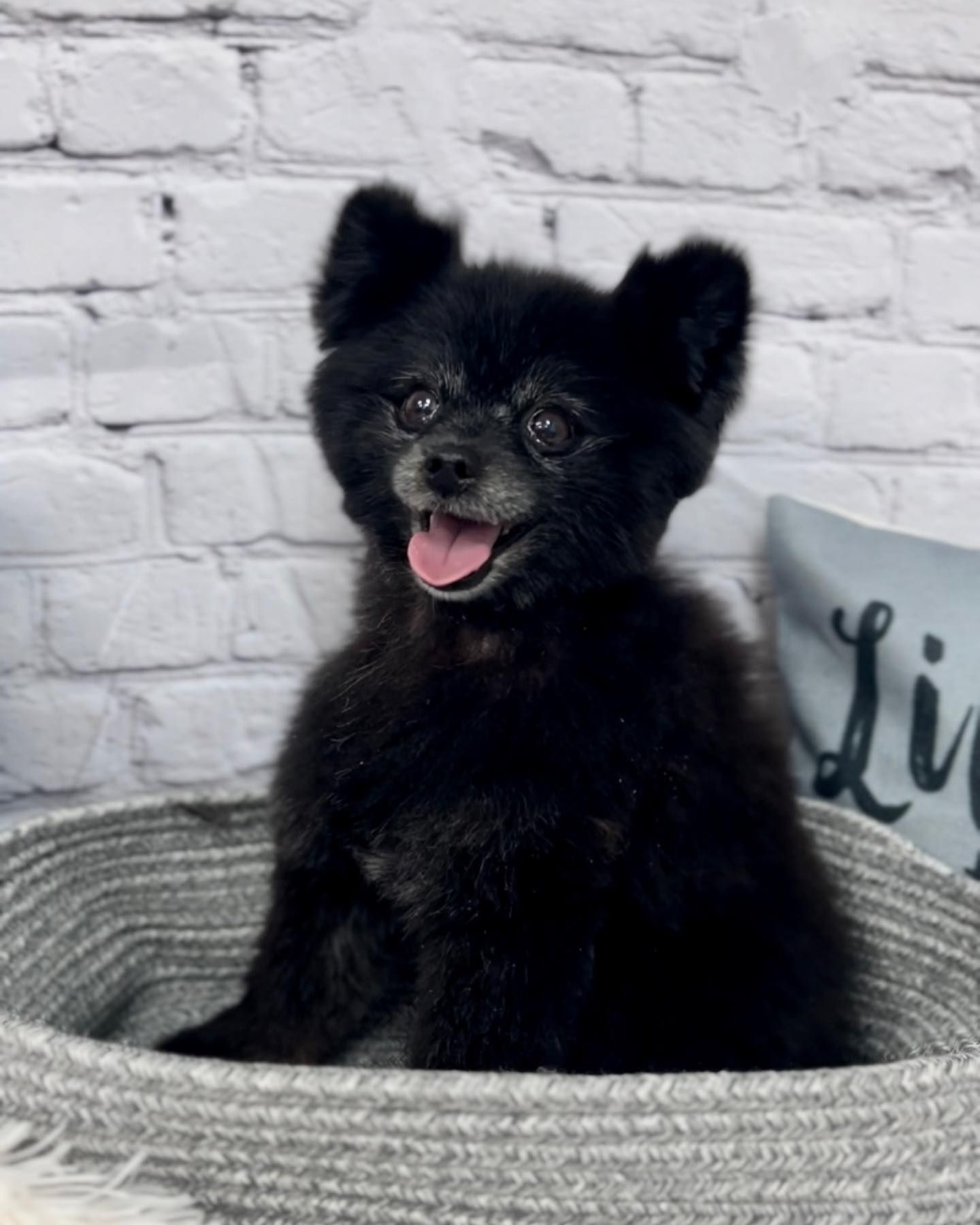 A small black dog is sitting in a basket with its tongue out.