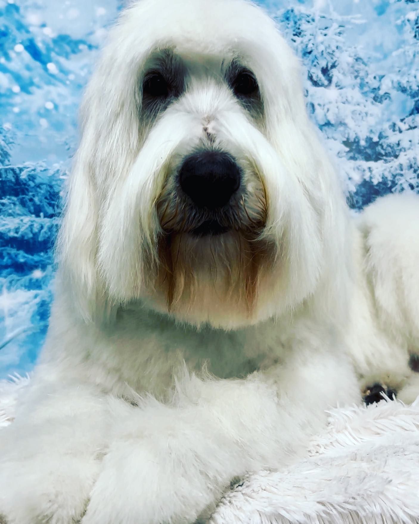 A white dog with a beard is laying down on a blanket.