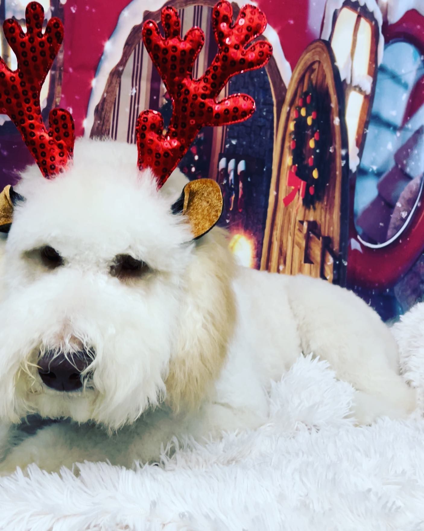 A small white dog with red antlers on its head