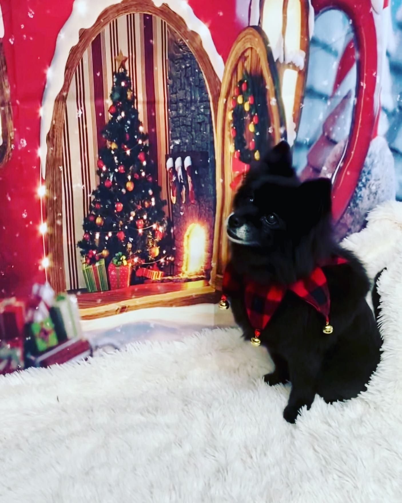 A black cat is sitting in front of a Christmas tree