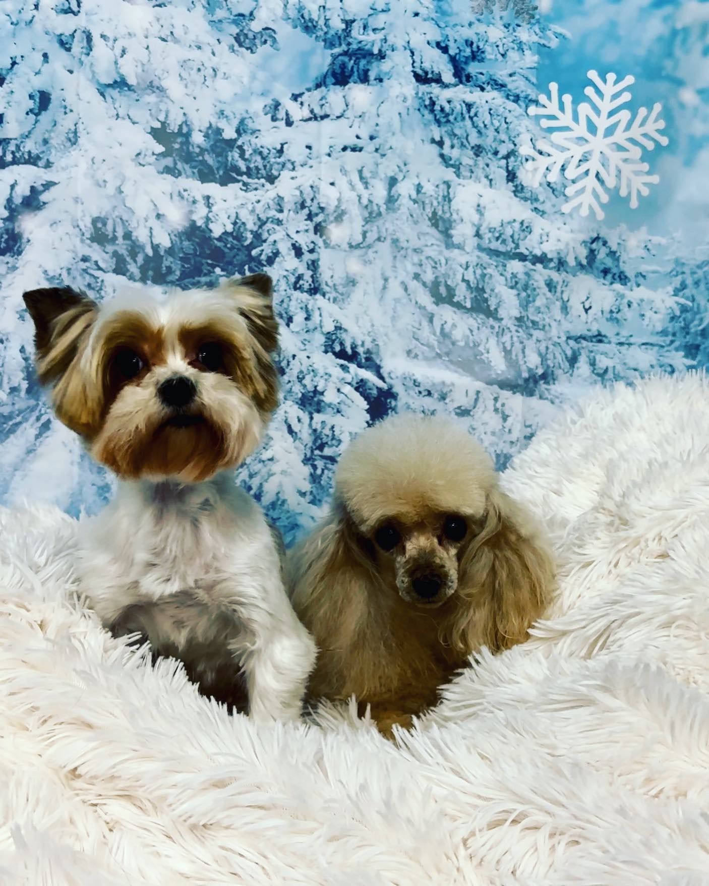 Dogs named Penny and Nellie