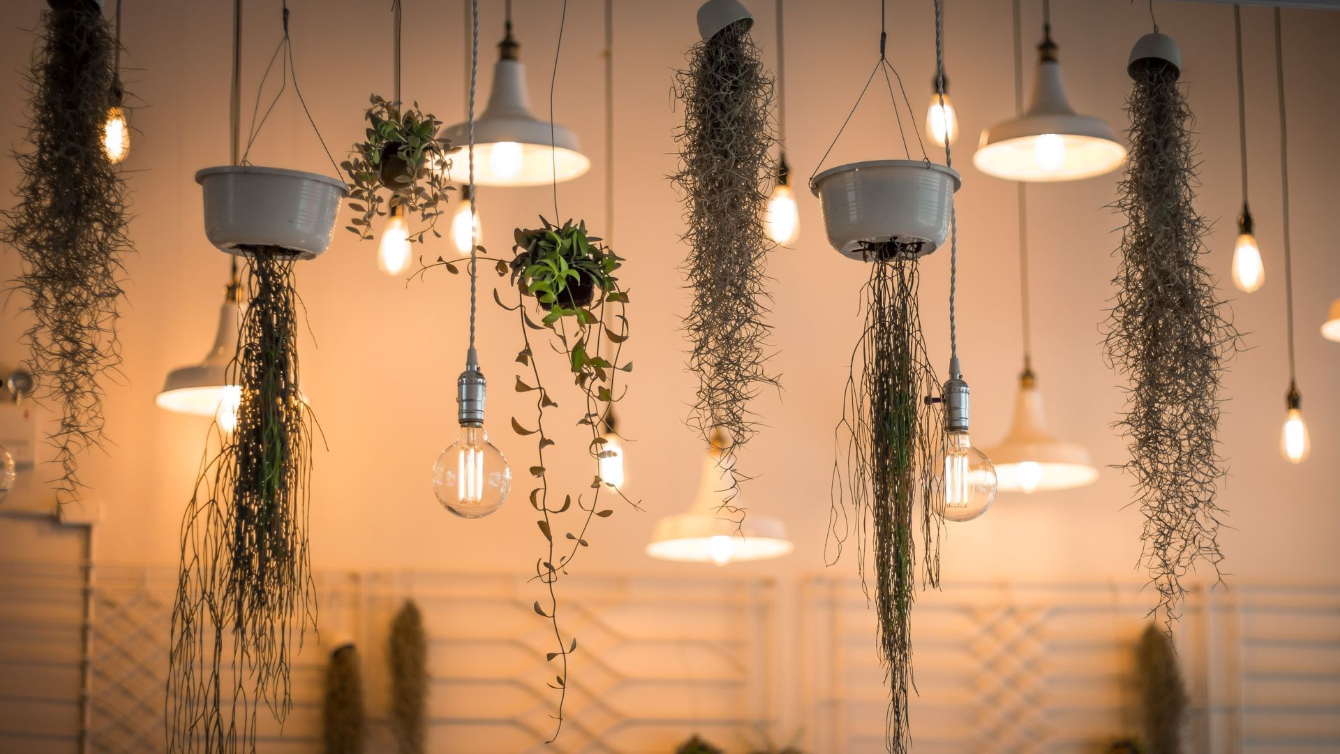 Hanging plants in white pots and exposed light bulbs illuminate a cozy indoor space.