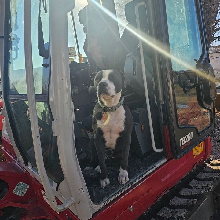 A dog is sitting in the driver's seat of a bulldozer.