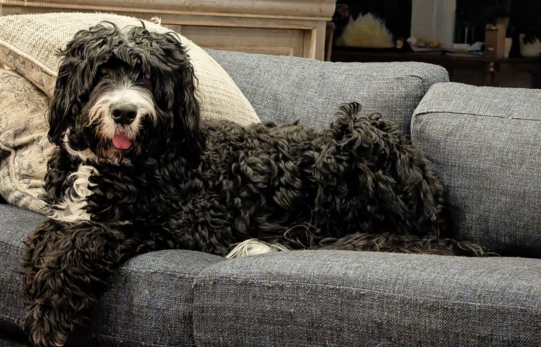 Black and white Portuguese Water Dog with shaggy fur lying on a gray couch.