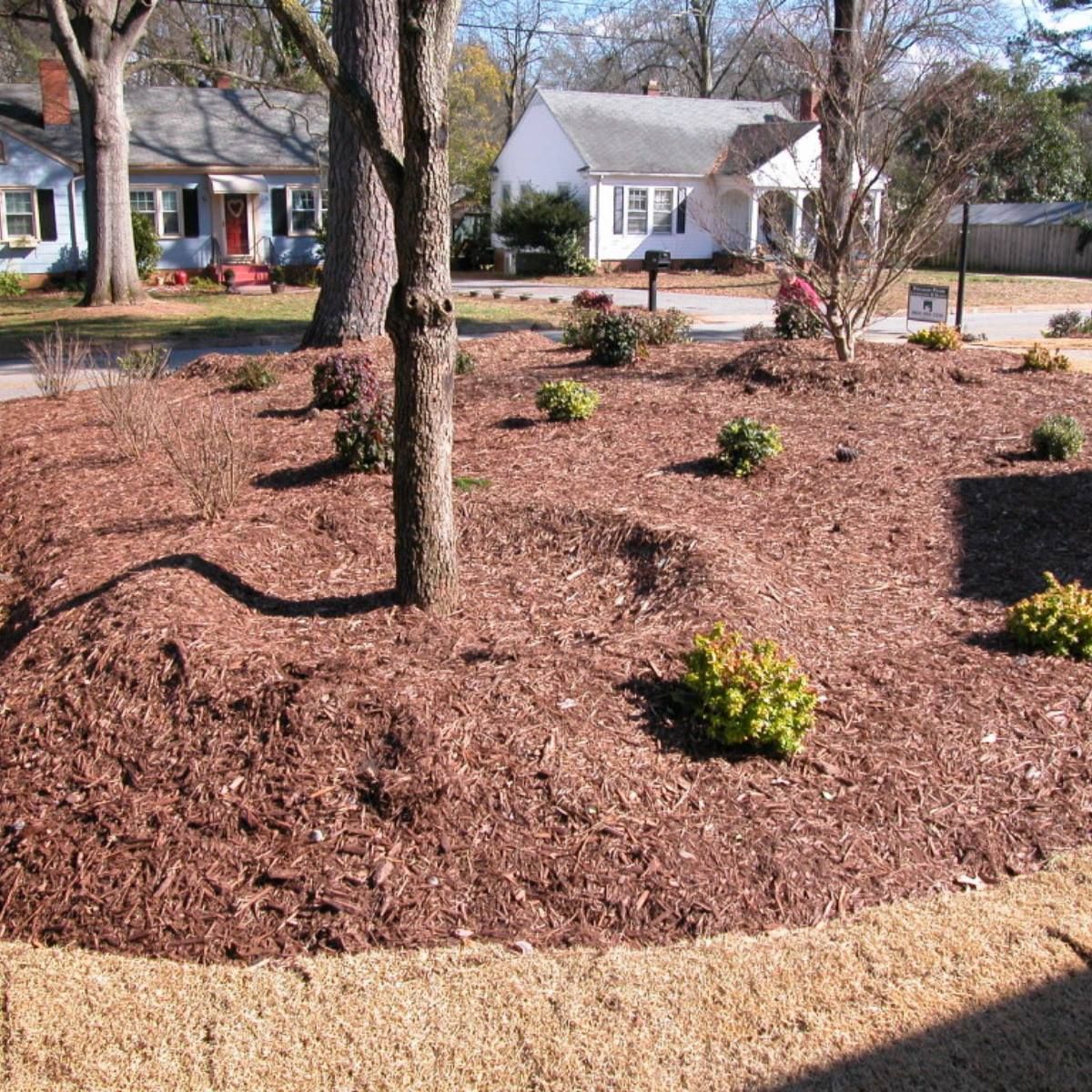 A yard with lots of mulch and trees in front of a house