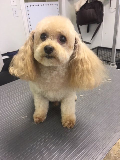 Small cream-colored dog with floppy ears standing on a grooming table indoors