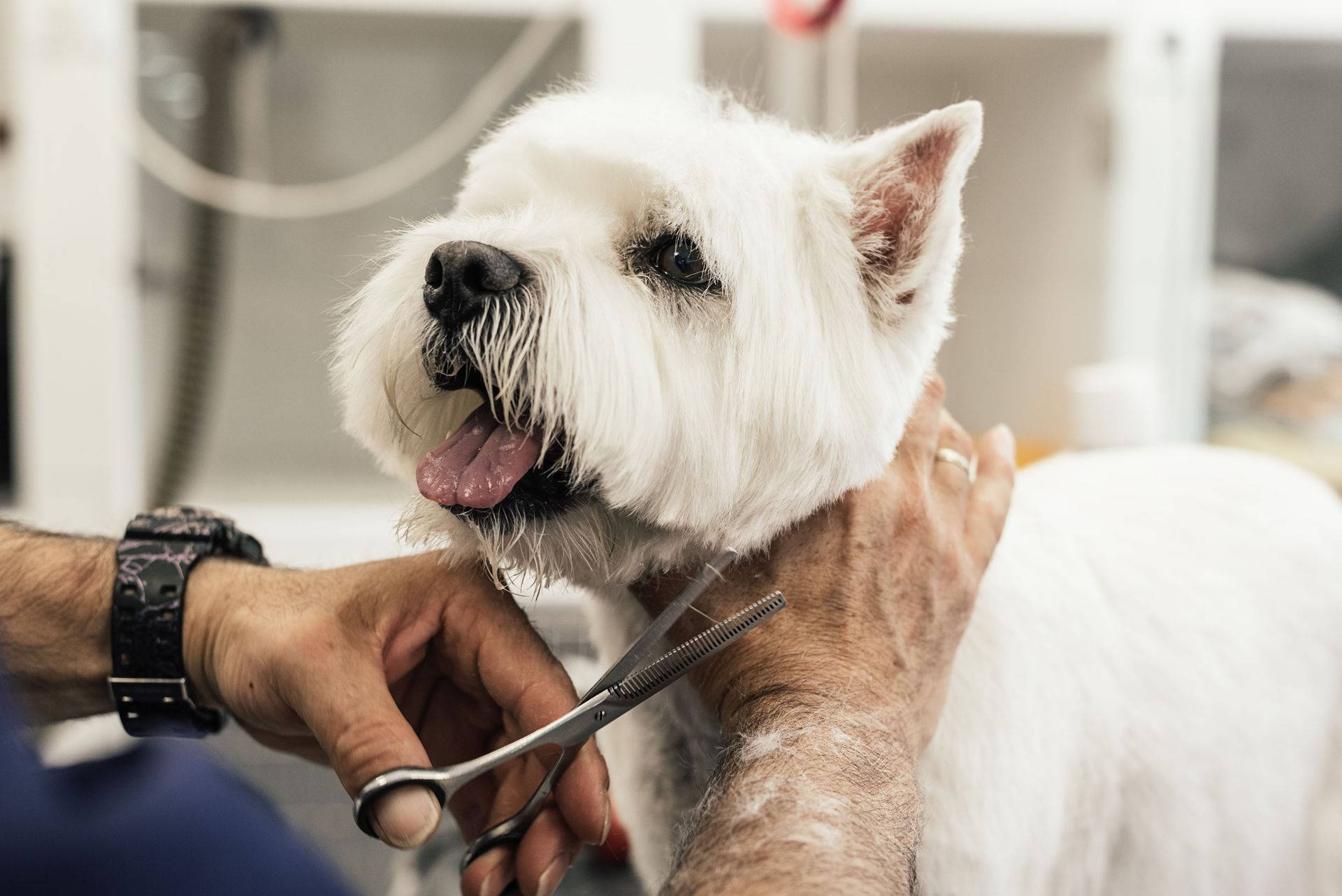 White terrier getting a grooming trim with scissors, held by a groomer in a salon