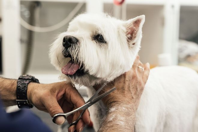 White terrier getting a grooming trim with scissors, held by a groomer in a salon